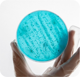 Microbiological Testing