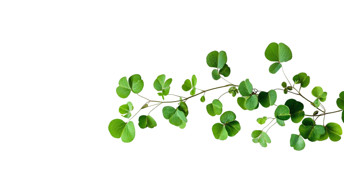 Leaf illustration for Theerah cosmetics