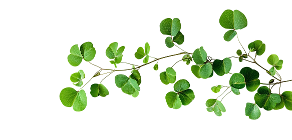 Leaf illustration